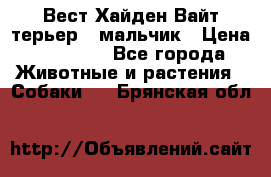 Вест Хайден Вайт терьер - мальчик › Цена ­ 35 000 - Все города Животные и растения » Собаки   . Брянская обл.